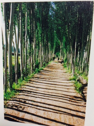 row-of-poplar-trees